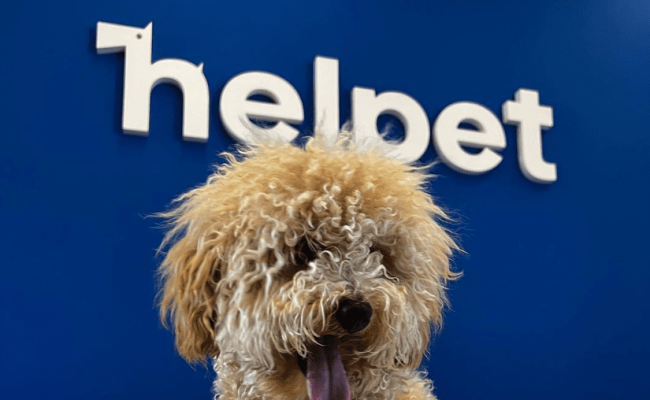helpet 2 (1)